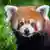 Duisburg Zoo: Red Panda