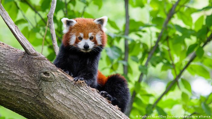 Germany: Red panda goes missing from Duisburg Zoo | News | DW | 02.07.2021