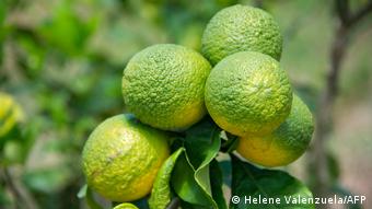 Citrus Greening 