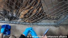 In this Thursday, July 1, 2021, image released by the Oakland Zoo, a tiger receives a COVID-19 vaccine at the Oakland Zoo in Oakland, Calif. Tigers are trained to voluntarily present themselves for minor medical procedures, including COVID-19 vaccinations. The Oakland Zoo zoo is vaccinating its large cats, bears and ferrets against the coronavirus using an experimental vaccine being donated to zoos, sanctuaries and conservatories across the country. (Oakland Zoo via AP)
