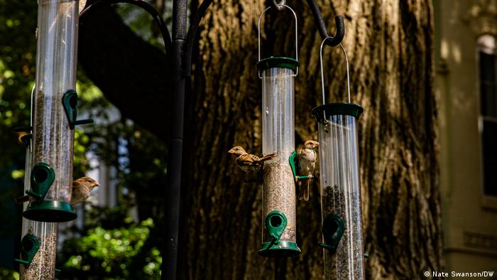 Birds on bird feeders hung in a tree