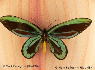 巴布亚新几内亚森林的物种价值 巴布亚新几内亚 气候保护 Dw 26 07 10