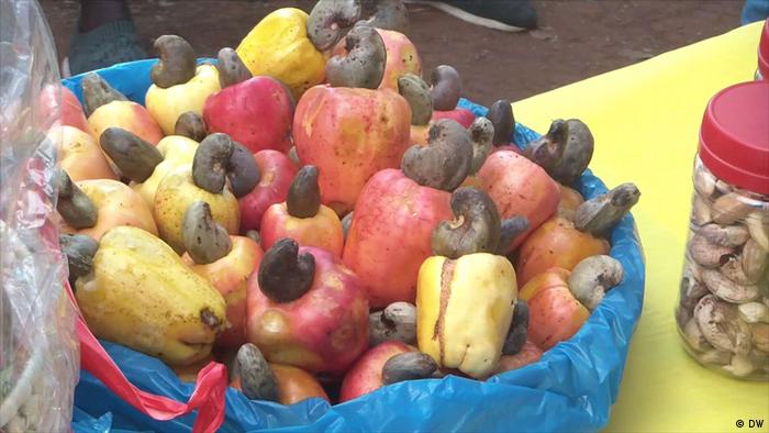 Mosambik Cashew-Anbau | Cashews im im Rohzustand