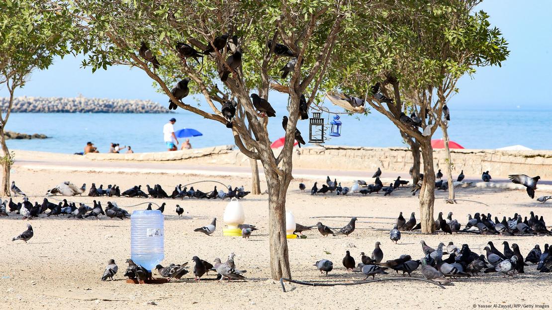 Pombos se refugiam do calor extremo nas sombras das árvores em praia do Kuwait