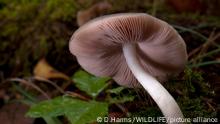 Braungrauer Dachpilz (Pluteus salicinus), ein Rauschpilz mit psychoaktiven Giftstoffen | Knackers Crumpet (Pluteus salicinus), a hallucinogeric mushroom