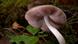 El hongo de techo marrón (Pluteus salicinus), un hongo con toxinas psicoactivas. El hongo de techo marrón (Pluteus salicinus), un hongo con toxinas psicoactivas.