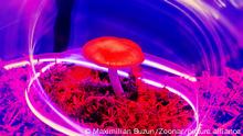 Neon nature. Mushrooms and plants illuminated by inert gas. Paradoxical things and colors as colors of young people