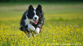 Hund I Border Collie 