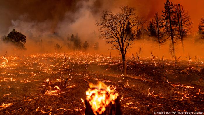 Incendios arrasaron bosques en algunos países del continente americano y Europa.