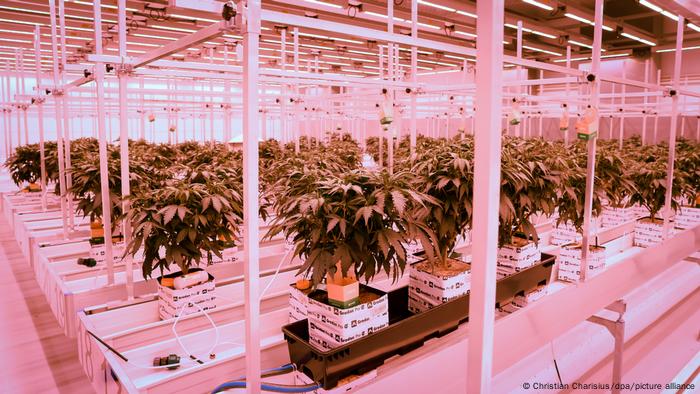 Deutschland | Aphria Plantage für Cannabis-Heilpflanzen