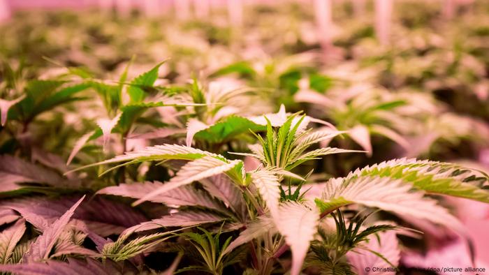 A close-up of hemp plants.