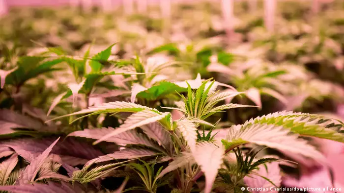 Deutschland | Aphria Plantage für Cannabis-Heilpflanzen