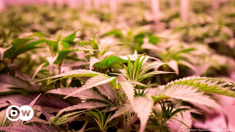 Cannabis: Eine Branche wird erwachsen