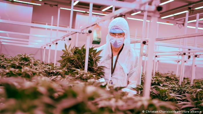 Deutschland | Aphria Plantage für Cannabis-Heilpflanzen