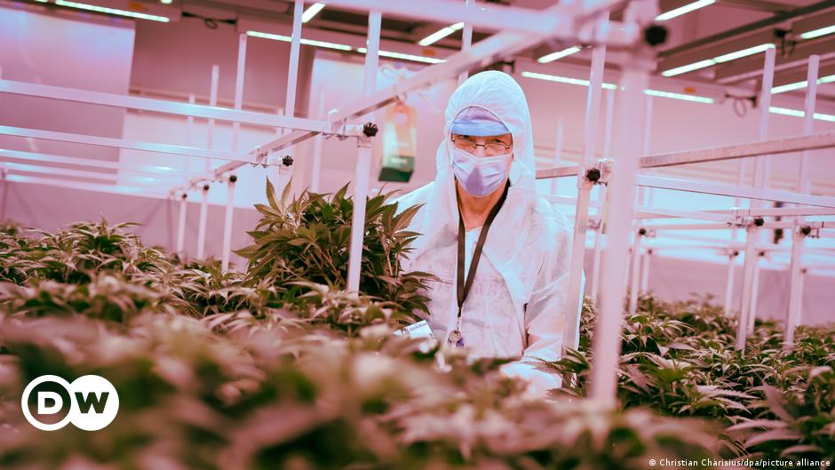 Cannabis: Jetzt auch Made in Germany