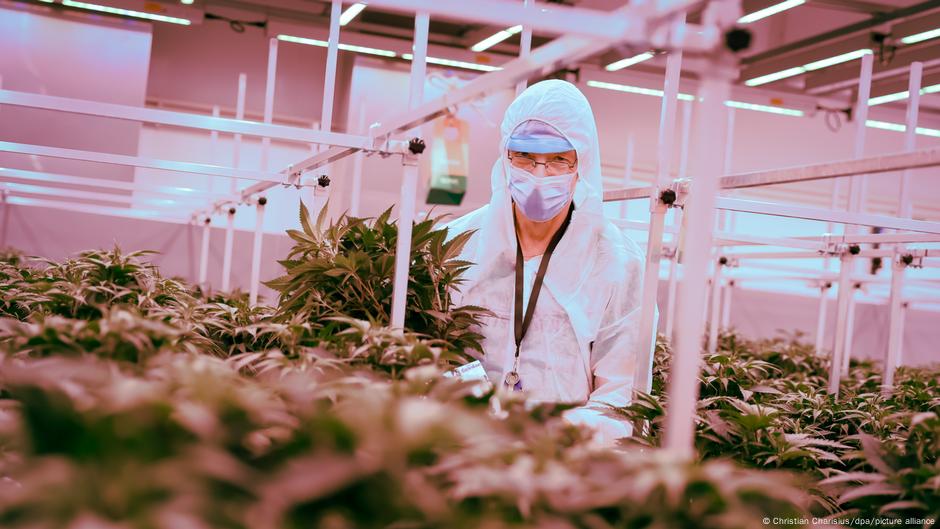 Cannabis: Jetzt auch Made in Germany