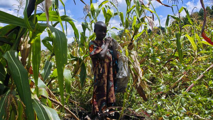 A boy in a corn field
