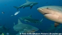 Los tiburones toro son capaces de establecer amistades que pueden durar varios años