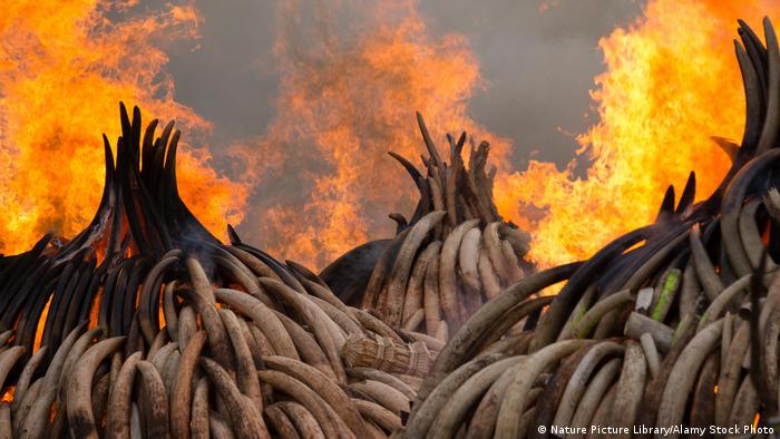 Huge piles of elephant tusks in flames.