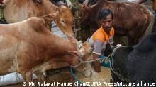 July 17, 2021: The biggest holy festival of Muslims Eid Ul Adha is approaching. A cow owner is feeding his cattle at Eid The Cattle Market in Kazir Bazar, Sylhet, Bangladesh (Credit Image: Â© Md Rafayat Haque Khan/ZUMA Press Wire