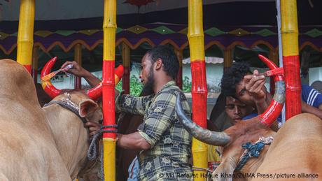 A Bangladeshi vendor colors the horns of his livestock