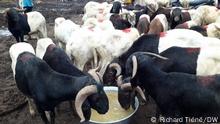  Schafe in Burkina Faso 