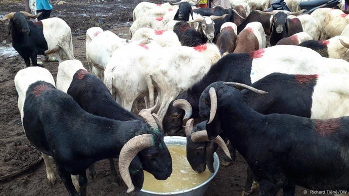 Au marché de Tanghin de Ouagadougou