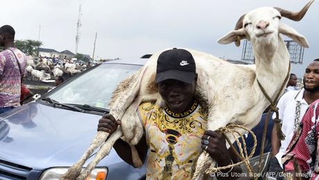 Man carries ram on shoulders