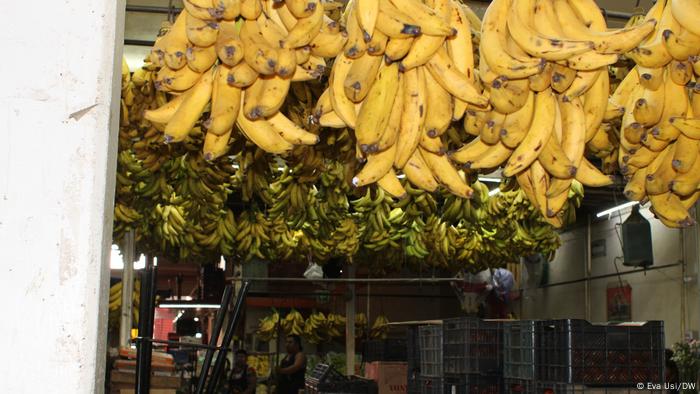 El plátano, o banano, es la fruta tropical que más se cultiva en México y son numerosos los estados en donde se produce. Los que se venden en este puesto provienen de Chiapas, y son llevados a otras regiones del país. 