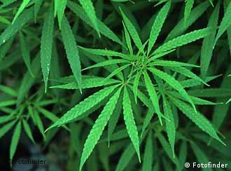 El cannabis tiene potencial para ser aplicado con éxito contra dolores causados por enfermedades.