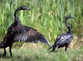 墨西哥湾漏油灾难中受害的鸟类