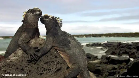 Zwei Meerechsen auf den Galapagos-Inseln (Foto: dpa)