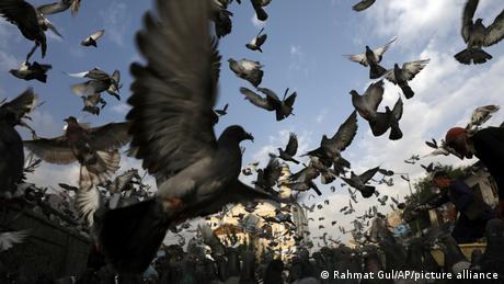 Ein Taubenschwarm fliegt vor der Moschee in Kabul in die Luft