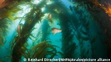 Kelp Bass in Kelp Forest, Paralabrax clathratus, San Benito Island, Mexico
kelp forest