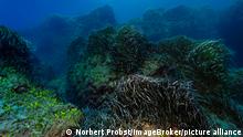 Unterwasserlandschaft mit hügeliger Seegraswiese, Neptungras (Posidonia oceanica), Paphos, Zypern, Asien, Mittelmeer, Europa