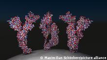 Die Illustration zeigt die drei identischen Proteine, aus denen eine Kronenzacke (Spike) des COVID-19-Virus gebildet wird. In diesem Bild sind die Atome der Spikes zu erkennen über 20.000. Auf der Hülle des Virus befinden sich typischer Weise 40 solcher Spikes.. Keine der hier gezeigten Farben trifft die Realität, denn die Virenstruktur ist nur aus Schwarzweiß-Aufnahmen mit dem Elektronenmikroskop nachzuempfinden. Grafik erstellt von Maximilian Schönherr am 3. Dezember 2020