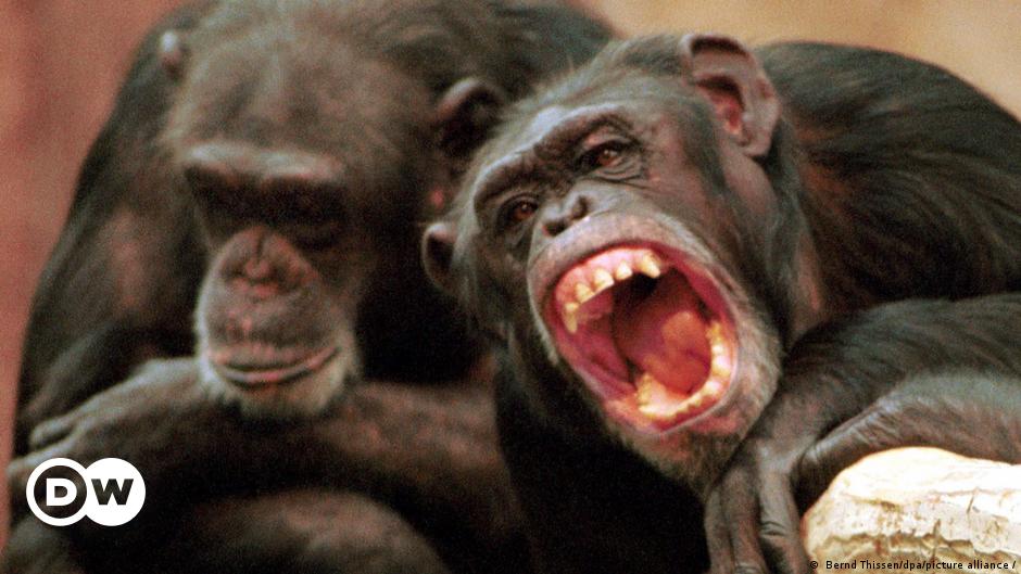 Researchers observe lethal chimpanzee attacks on gorillas for the first time |  Science and Ecology |  DW