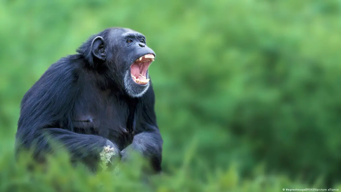 Los monos verdes africanos tienen un mecanismo que les protege del sida