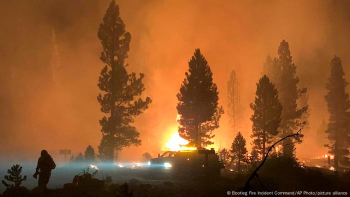 Trees against a backdrop of fire