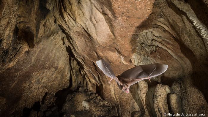 Murciélago vampiro común, Desmodus rotundus saliendo de una cueva para buscar sangre en los bosques secos de la Península de Nicoya en Costa Rica.