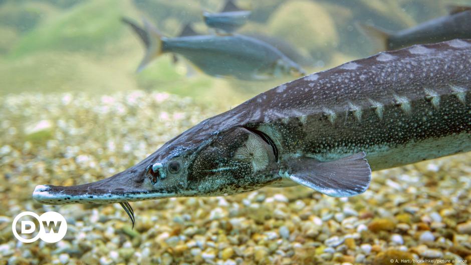 Boek, Germany. 19th Nov, 2020. While fishing the caviar sturgeons in the  pond economy Boek of the fishery Müritz-Plau Kurt Wolk holds a big  sturgeon. When a subsequent ultrasound examination of the