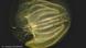 A picture of a comb jelly, ctenophore mnemiopsis leidyi A picture of a comb jelly, ctenophore mnemiopsis leidyi