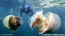 01/11/2009 ; ECHIZEN, Japan - A diver swims near a school of giant jellyfish each nearly 1 meter in diameter in the Sea of Japan off the town of Echizen, Fukui Prefecture, on Oct. 31, 2009. Local fishermen said the jellyfish are smaller than usual this year but are present in huge numbers. The jellyfish create problems for the fisheries industry, and reports of equipment being damaged have come not only from Fukui but also Hokkaido and the Pacific coast. Kyodo/MAXPPP +++(c) dpa - Report+++