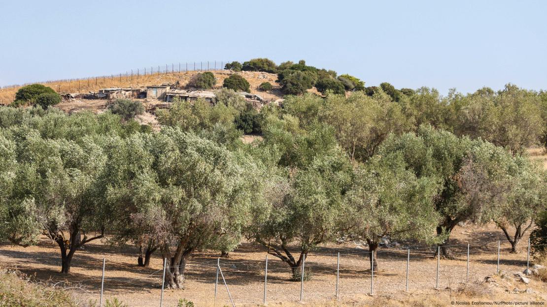 Ελαιώνας στην Αττική