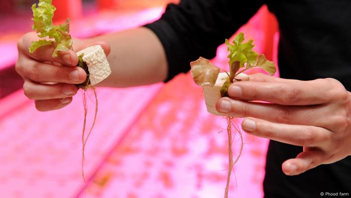 Salad seedlings held in Styrofoam and by human hands