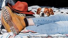 Dog with eyes closed resting on woman s leg during sunny day model released Symbolfoto property released EBBF04213