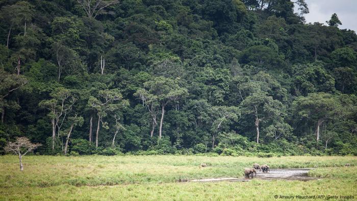 Elephants seen at Ivindo National Park