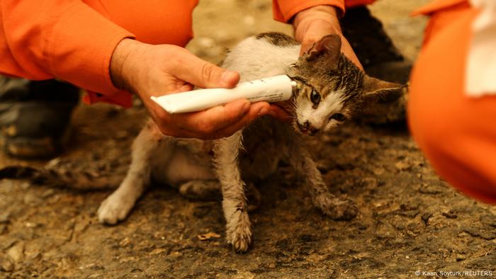 Yangında yaralanan kedi tedavi ediliyor