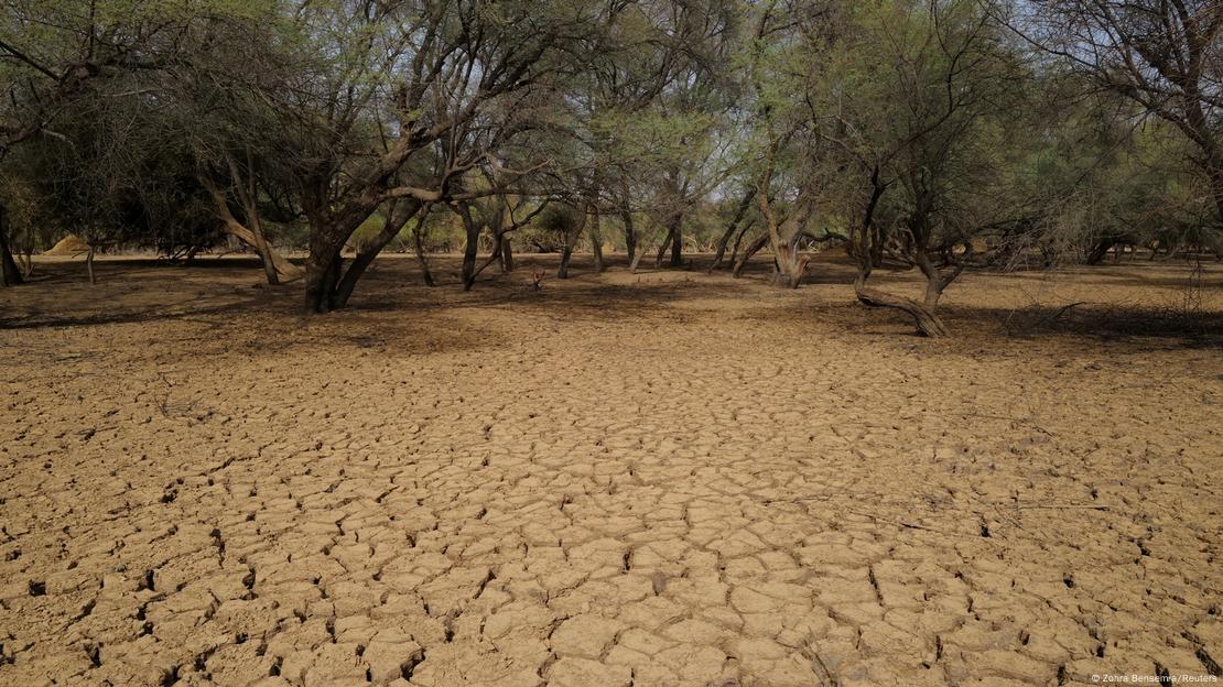 Árvores ao fundo e chão esturricado em primeiro plano 