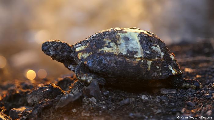 Manavgat, Türkei | Waldbrände weiten sich aus